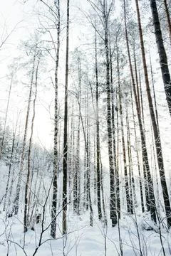 Winter forest landscape. Stock Photos