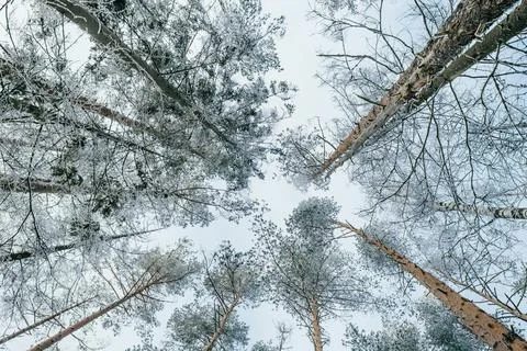 Winter forest landscape. Stock Photos