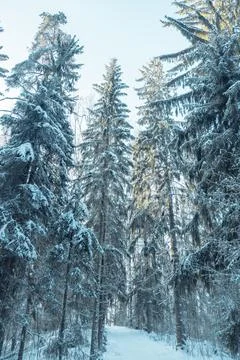 Winter forest landscape. Stock Photos