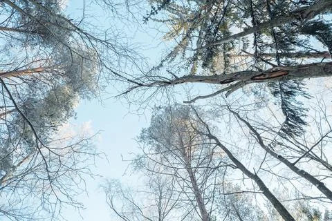 Winter forest landscape. Foto stock