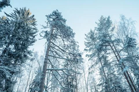Winter forest landscape. Stock Photos