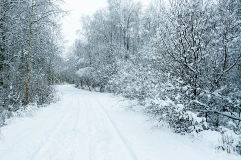 Winter forest landscape. Stock Photos