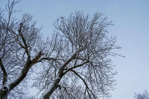 Winter forest landscape. Stock Photos