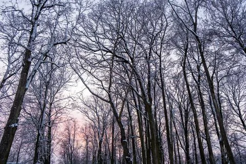 Winter forest landscape. Foto stock
