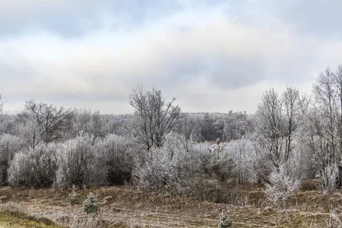 Winter forest landscape Stock Photos