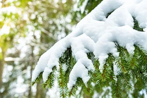 Winter forest landscape. Stock Photos
