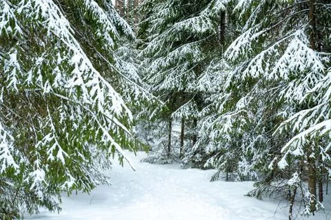 Winter forest landscape. Stock Photos