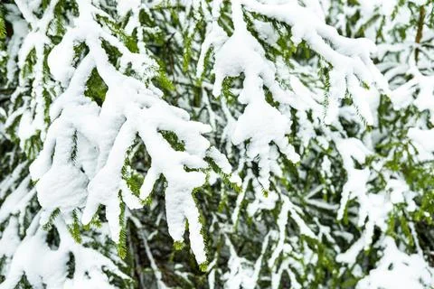 Winter forest landscape. Stock Photos