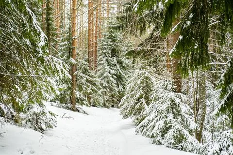 Winter forest landscape. Stock Photos