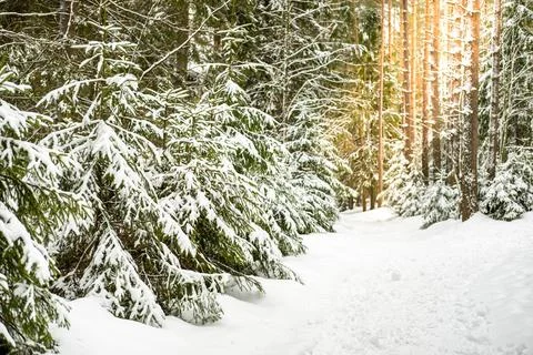 Winter forest landscape. Stock Photos