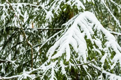 Winter forest landscape. Stock Photos