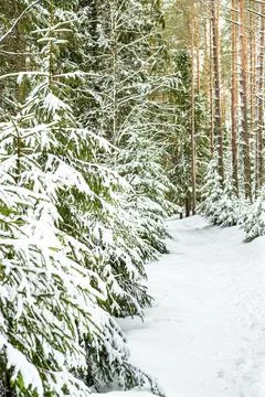 Winter forest landscape. Stock Photos