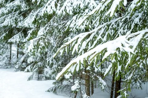 Winter forest landscape. Stock Photos