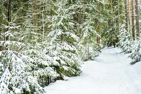 Winter forest landscape. Stock Photos