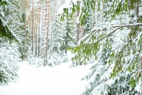 Winter forest landscape. Stock Photos