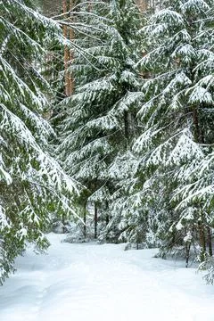 Winter forest landscape. Stock Photos