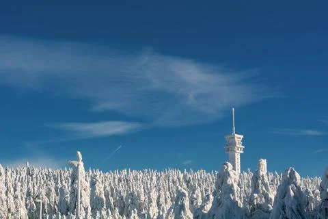 Winter forest landscape Stock Photos