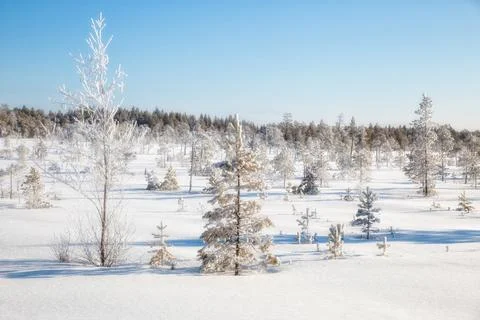 Winter forest landscape Stock Photos