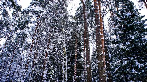 Winter Forest Landscape with Pine Trees and Evergreen Fir Trees in Snow. Stock Illustration
