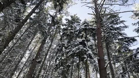 Winter forest landscape with snow-covered trees, natural daylight Stock Footage 324761042