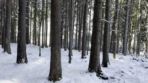 Winter forest landscape with snow-covered trees, natural daylight Stock Footage 324761043