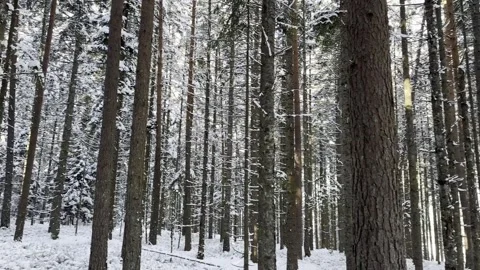Winter forest landscape with snow-covered trees, natural daylight Stock Footage 324761046