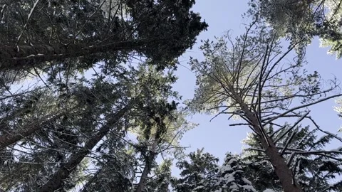 Winter forest landscape with snow-covered trees, natural daylight 库存影片 324761069