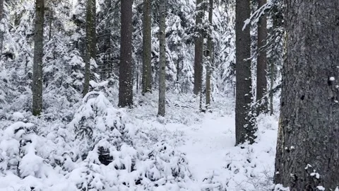 Winter forest landscape with snow-covered trees, natural daylight Stock Footage 324761070