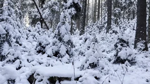 Winter forest landscape with snow-covered trees, natural daylight Stock-Footage 324761074