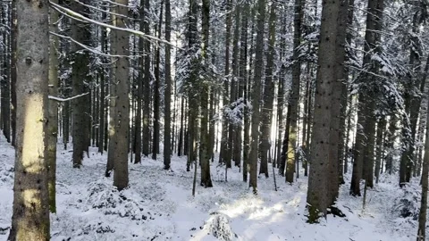 Winter forest landscape with snow-covered trees, natural daylight Stock Footage 324761075