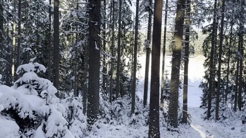 Winter forest landscape with snow-covered trees, natural daylight Stock Footage 324761088