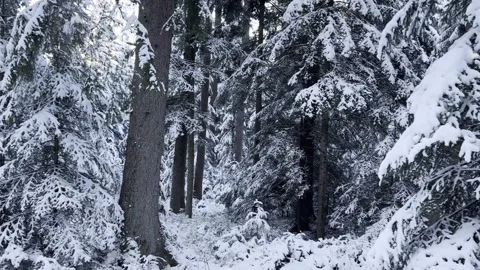 Winter forest landscape with snow-covered trees, natural daylight Stock Footage 324761107