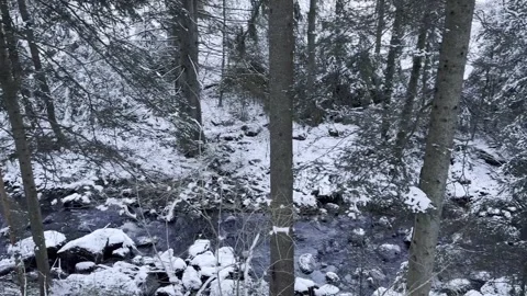 Winter forest landscape with snow-covered trees, natural daylight Stock Footage 324761129