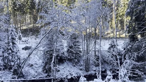 Winter forest landscape with snow-covered trees, natural daylight 库存影片 324761139