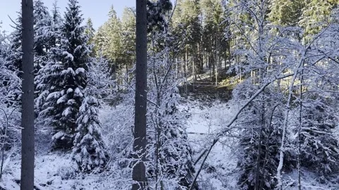 Winter forest landscape with snow-covered trees, natural daylight Stock Footage 324761146