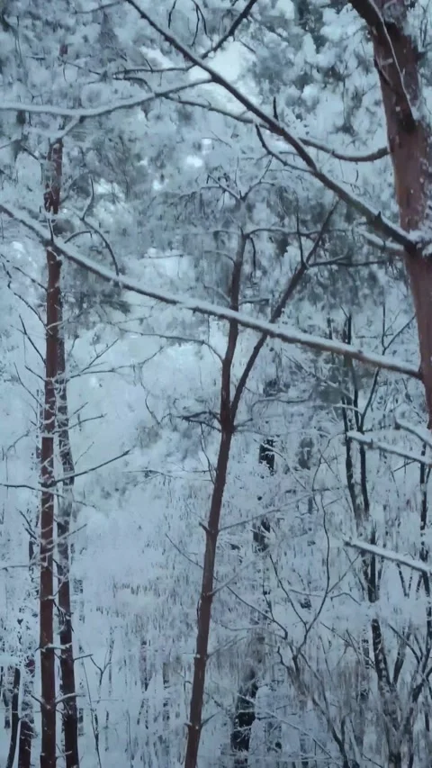 Winter forest landscape with snow covered trees during a cold day for seasonal Stock Footage 347154751