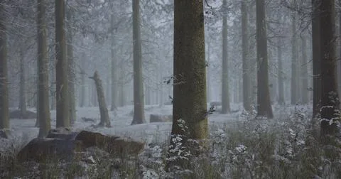 Winter forest landscape with snow covered trees and misty atmosphere Stock-Illustration