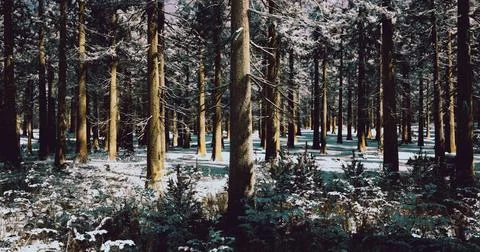 Winter forest landscape with snow covered ground and tall trees Stock-Illustration