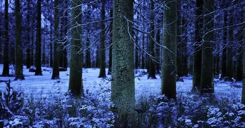 Winter forest landscape with snow covered trees during twilight hours Stock-Illustration