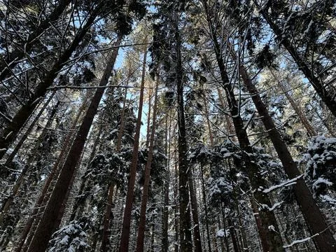 Winter forest landscape with snow, trees and sunlight Stock Photos