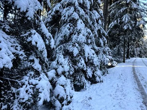 Winter forest landscape with snow, trees and sunlight Stock Photos