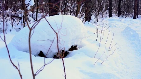 Winter forest landscape with snowdrift and trail, pines and birches Stock Footage 123570053