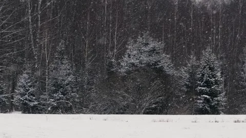 Winter Forest Landscape: Snowfall and Trees Stock Footage 279645269