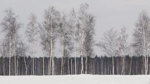 Winter Forest Landscape: Snowfall and Trees Stock Footage 317608788