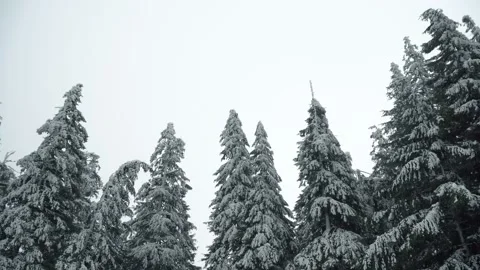 Winter Forest Landscape with Snowfall Stock Footage 105739972