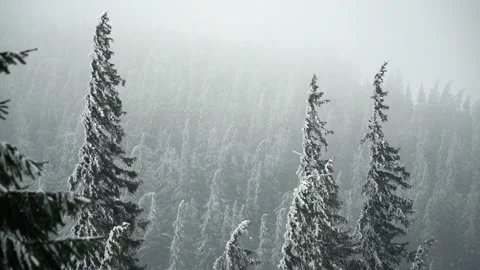 Winter Forest Landscape with Snowfall Stock Footage 105740121