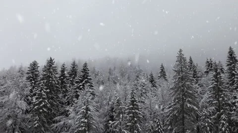 Winter forest landscape with snowfall Video stock 231635237