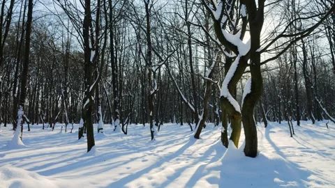 Winter forest landscape with sun rays. Snow-covered trees and long shadows. Stock Footage 327685775