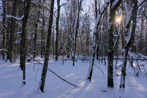Winter forest landscape with sun shining through trees Foto stock