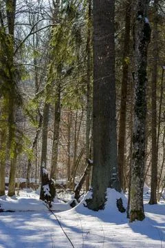 Winter forest landscape with sunlit pine trees and deep snow Stock Photos